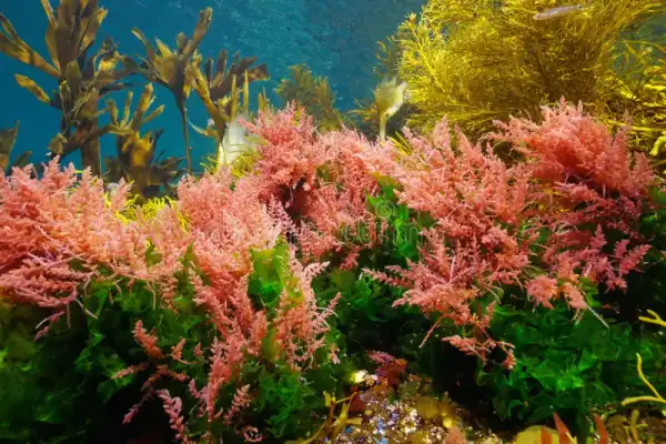 Algae