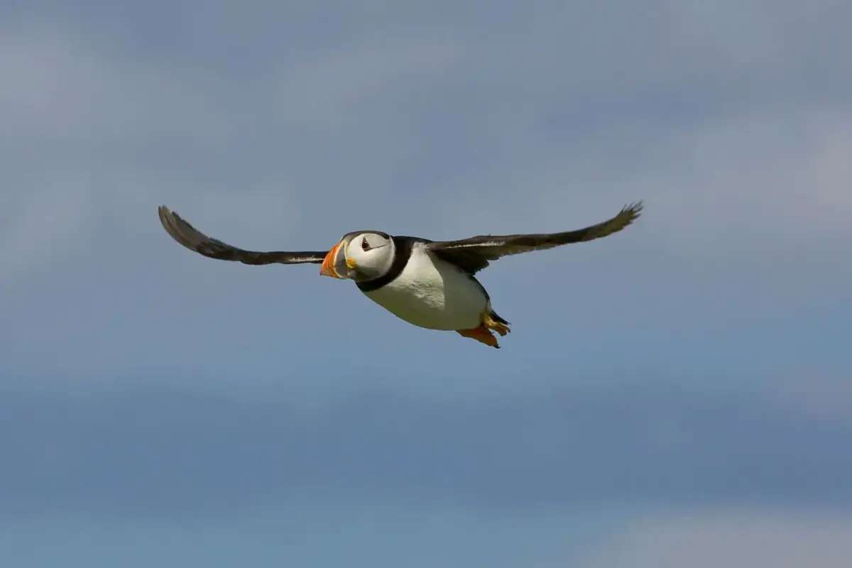 Birds & Coastal Wildlife
