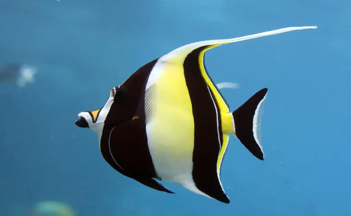 Fish