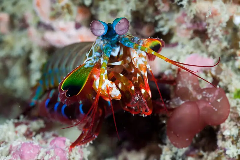 Sea Creatures